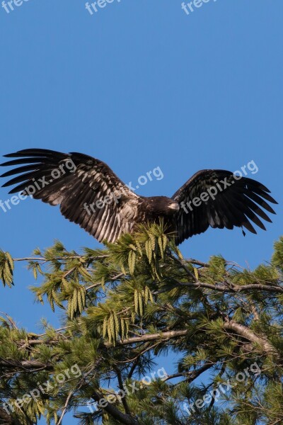 Eagle Bird Nature Hawk Predator