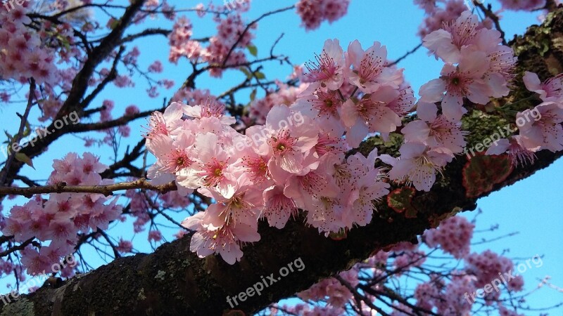 Flowers Sakura Cherry Delicate Flowers Twigs