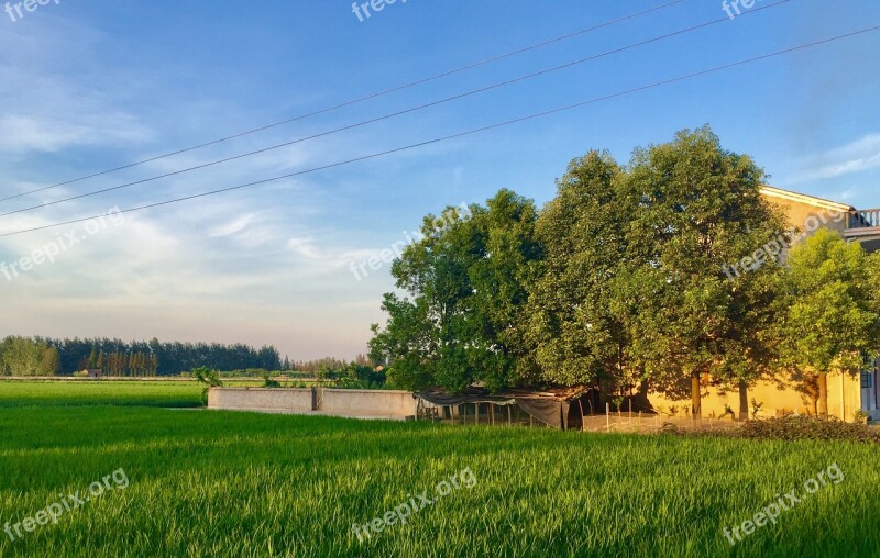 Home Ye Tian In Rice Field Free Photos