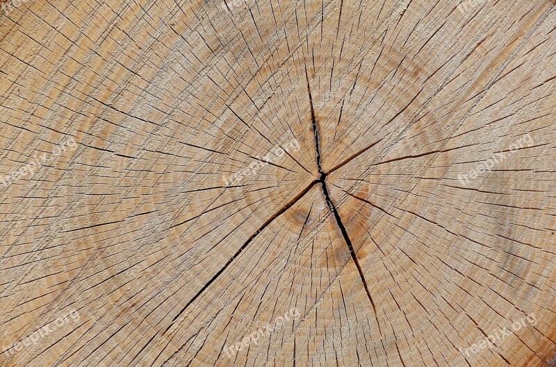 Tree Wood Trunk Texture Closeup