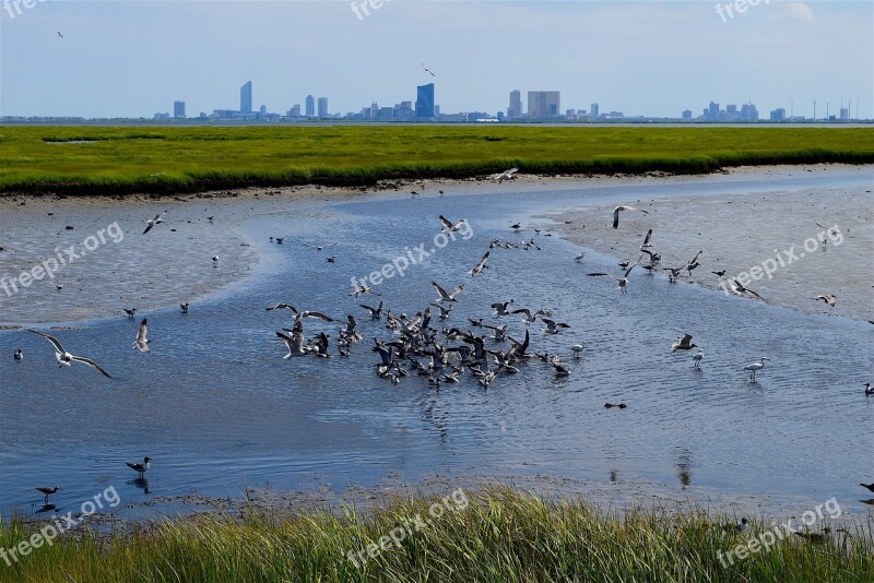 Marsh Water Birds Grass Nature