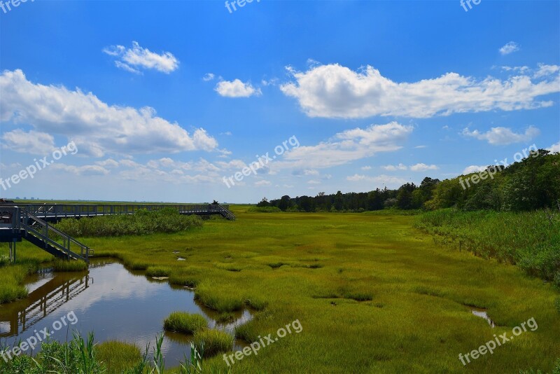 Marsh Estuary Water Grass Nature