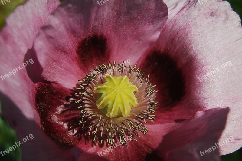 Nature Poppy Red Mohngewaechs Close Up