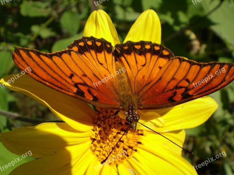 Butterfly Orange Yellow Flower Hostal Sucking