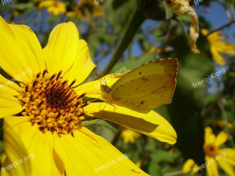 Flowers Yellow Spring Butterfly Sucking Free Photos