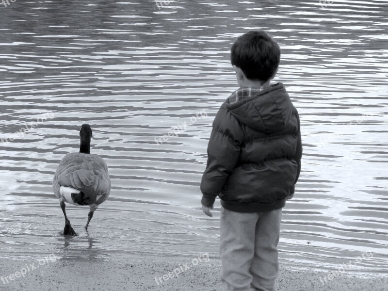 Boy Water Duck Child Childhood