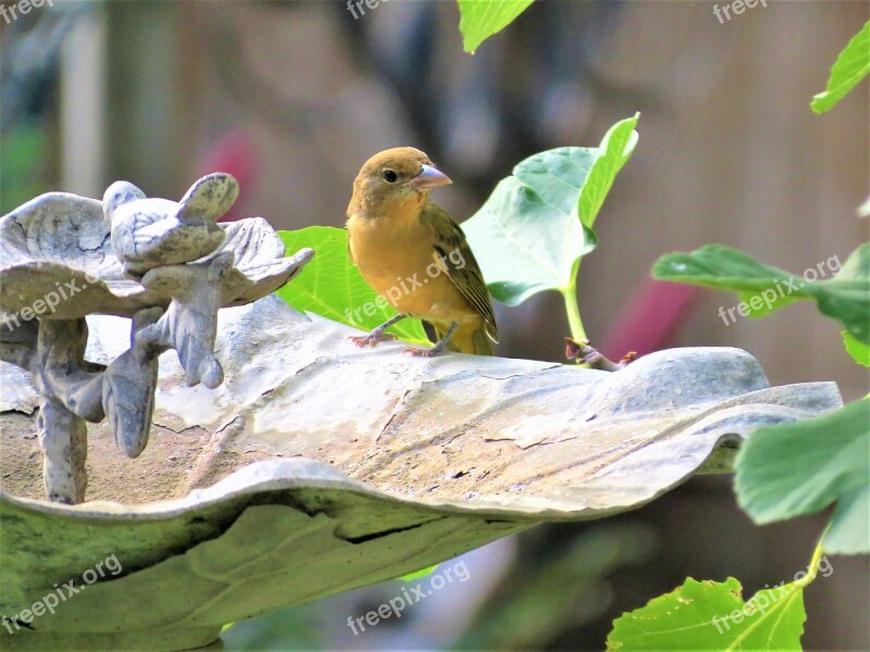 Bird Yellow Tan Birdbath Wildlife