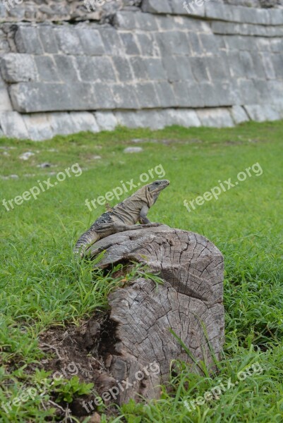 Kukulcan Chichen Itza Free Photos