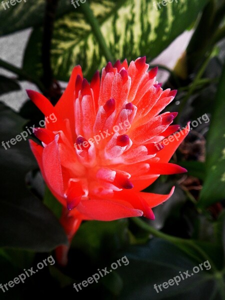 Exotic Flower Network Blum Free Photos