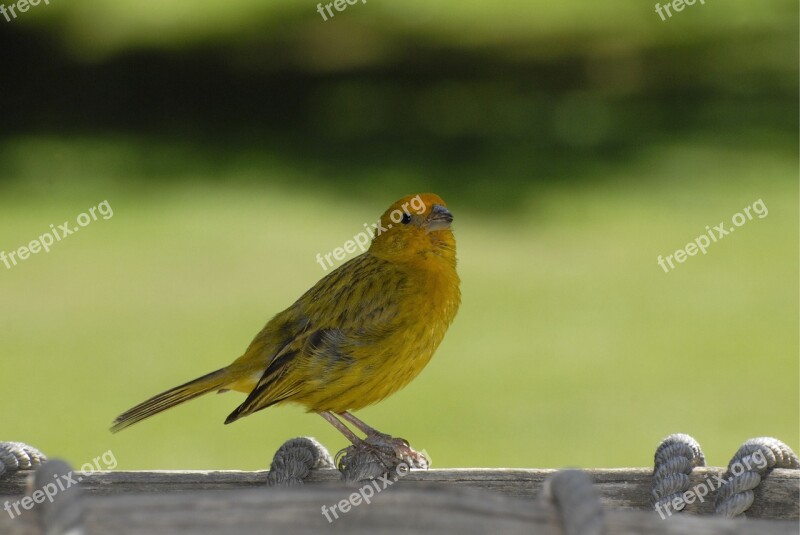 Bird Canary Tropical Birds Nature Environment