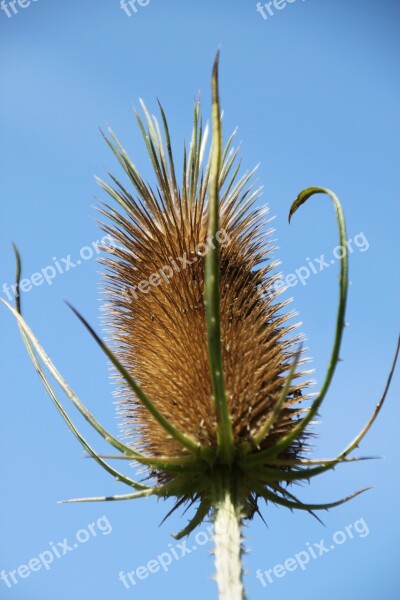 Thistle Sting Faded Thistle Plant Close Up