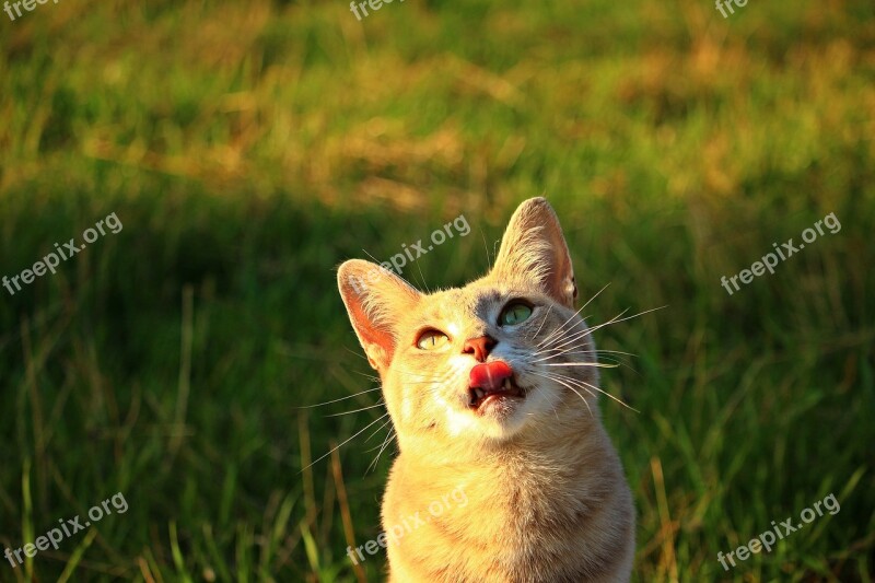 Cat Tiger Cat Mackerel Tongue Mieze