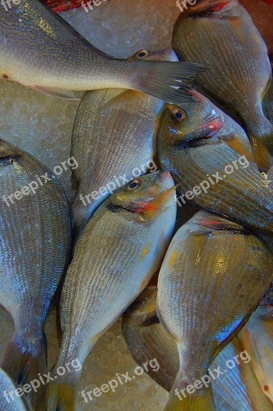 Fish Sea ​​fish Fish Market Tenge Fruits Of Sea