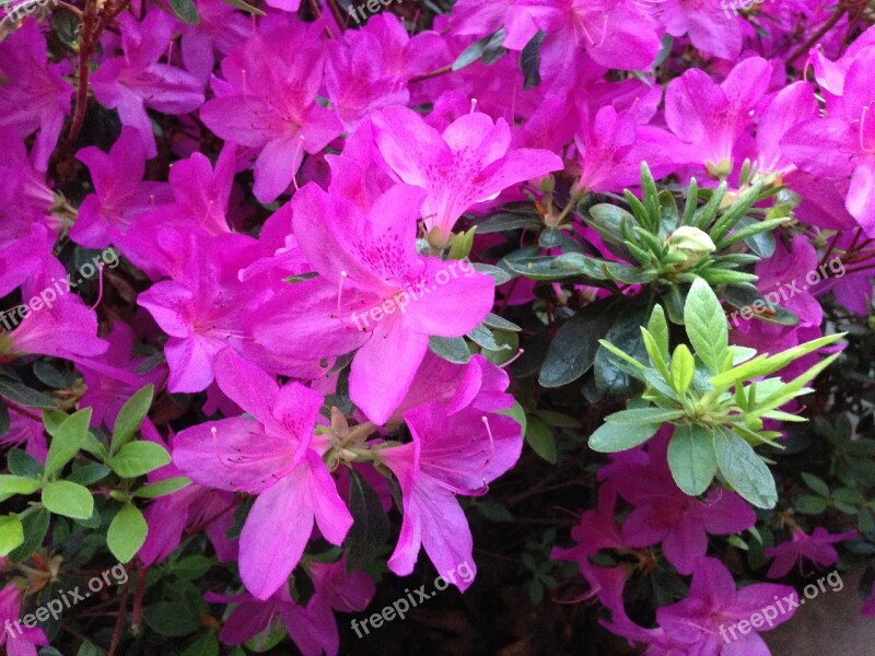 Azalea Flower Pink Petal Blooming