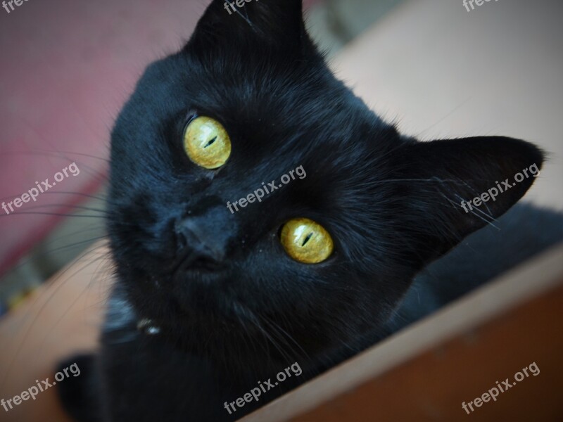 Cat Eyes Black Cat's Eyes Domestic Cat