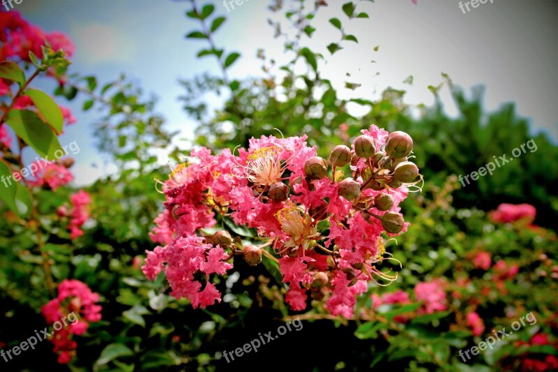 Pink Flower Fresh Medium Plants Summer Flowers