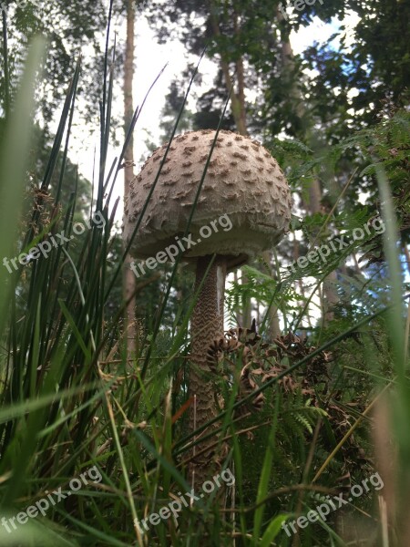 Fungus Fungi Mushroom Nature Forest