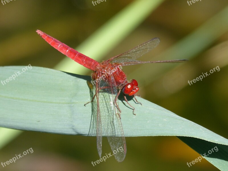 Red Dragonfly Leaf Wetland Flying Insect Erythraea Crocothemis