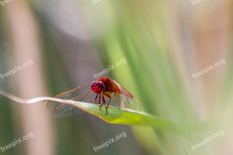 Dragonfly Red Dragonfly Macro Close Up Wing