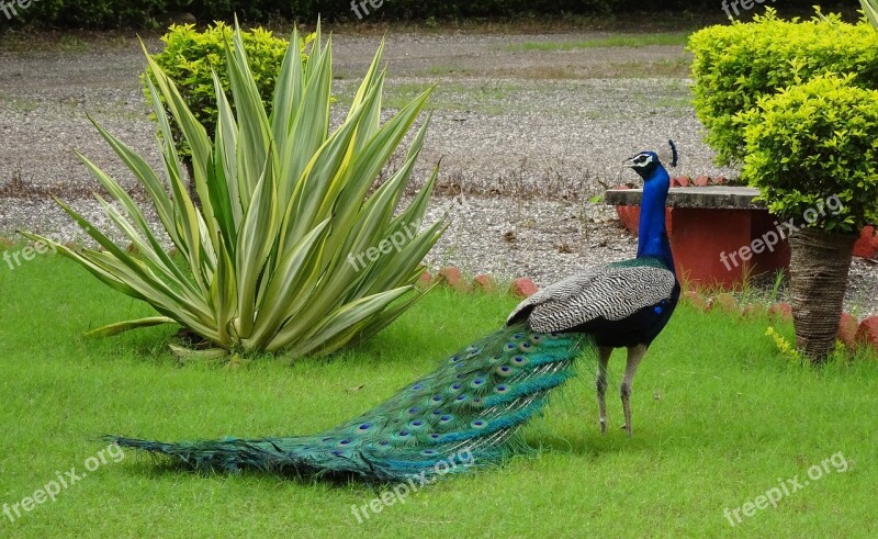 Peacock Bird Pavo Cristatus Pheasant Phasianinae