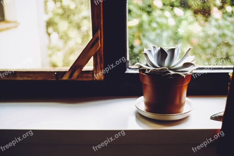 Plant Cactus Decorative Green Flower