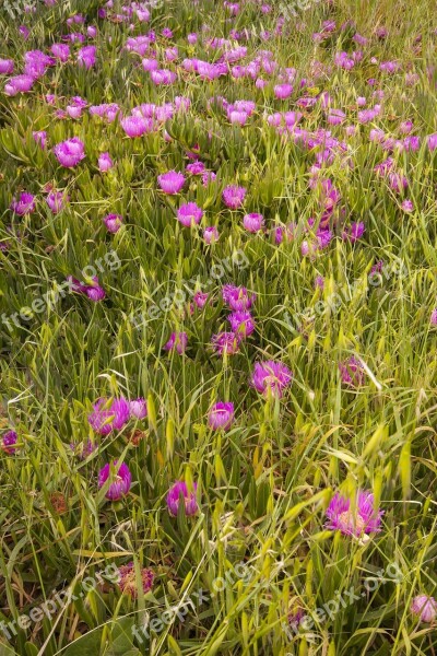 Flower Macro Purple Pink Nature