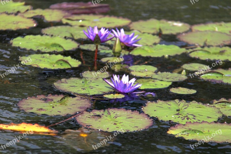 Lilly Nature Flower Water Central Park