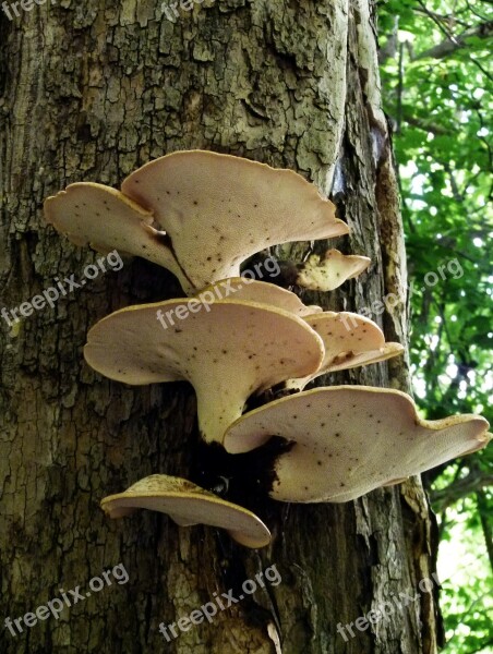 Mushroom Bracket Fungus Fungus Fungi Tree