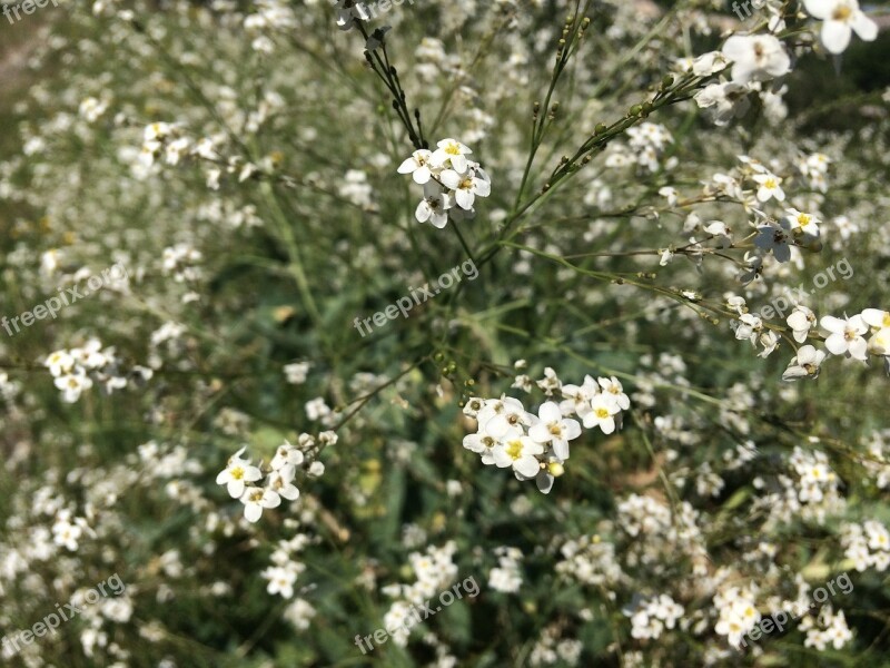 Nature Flower Ant Focus Summer