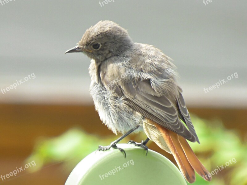 Black Redstart Bird Young Bird Nature Red Tailed