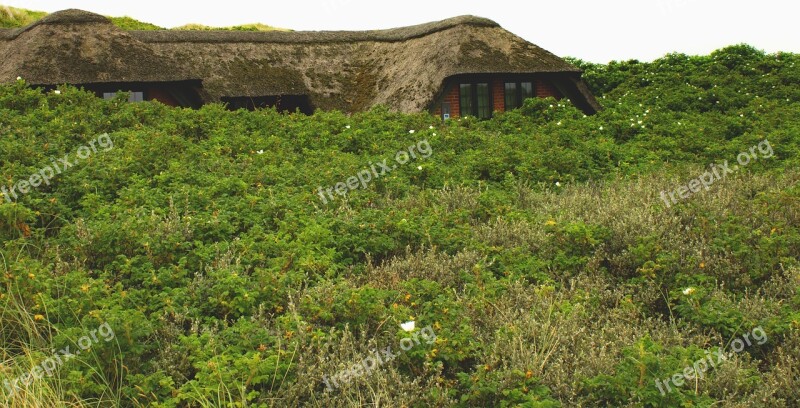 Landscape House Bushes Denmark Nature