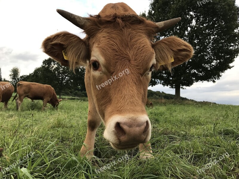 Home Land Love Cow Calf Pasture