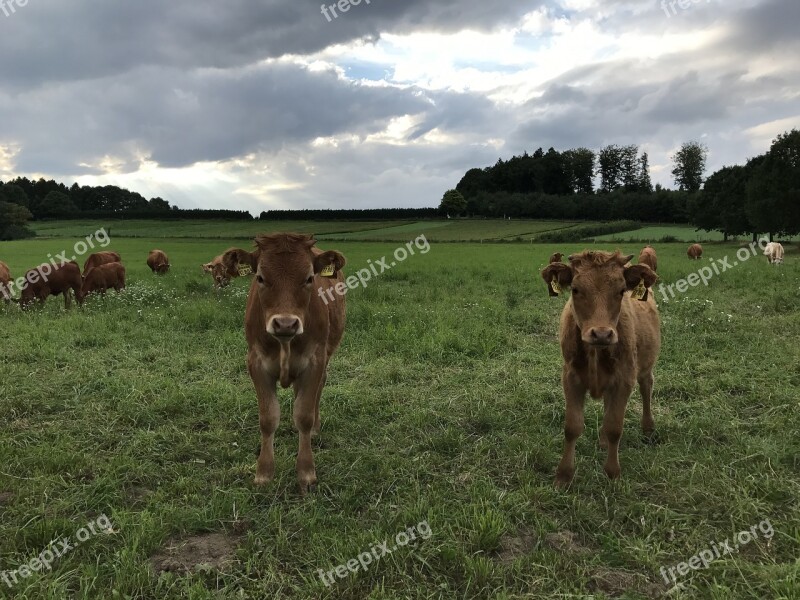 Home Land Love Cow Calf Pasture