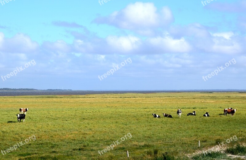 Denmark Nissum Fjord Cows Fjord Vacations