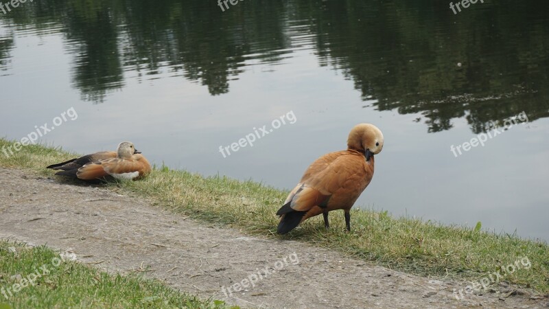 Duck Animals Bird Nature Design