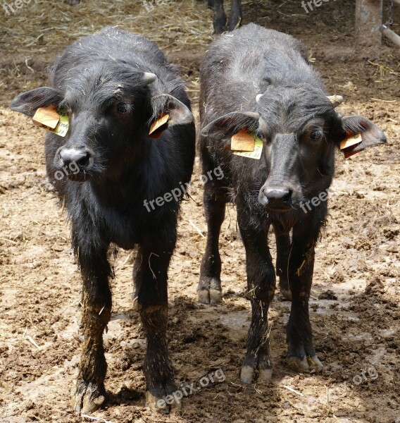 Cow Buffalo Water Buffalo Beef Cattle