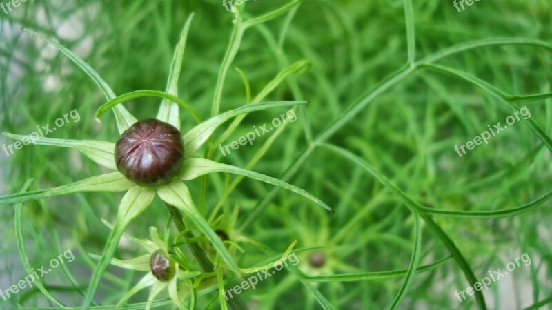 Plant Blooming Symmetry Pattern Free Photos