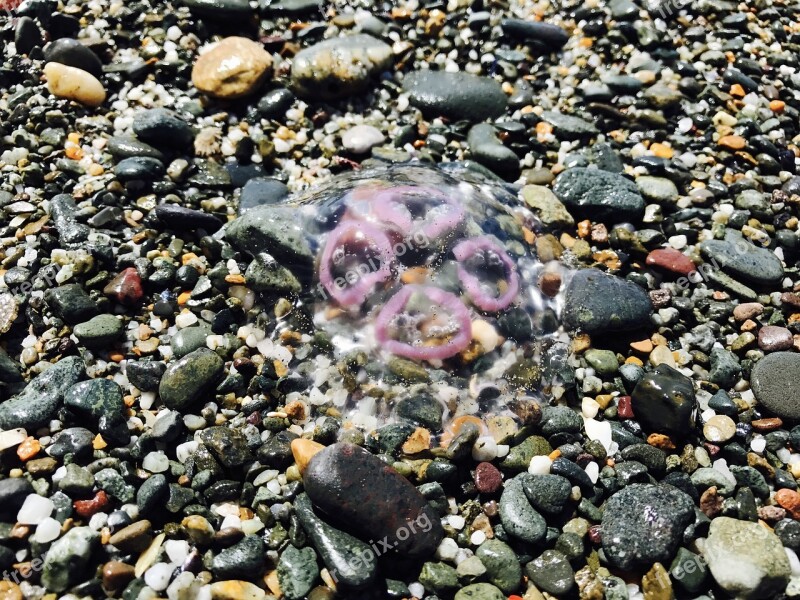 Fish Sea Jellyfish Medusa Transparent