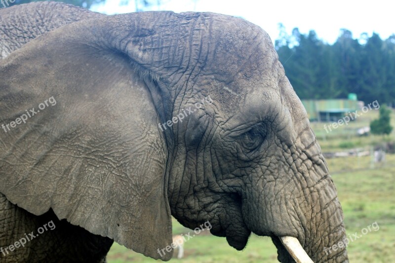 Elephant Pachyderm Grey Animal Zoo