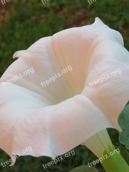 Datura Flower White Petal Garden