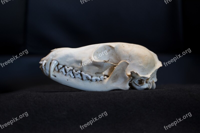 Fuchs Fox Skull Skull Skull And Crossbones Bone