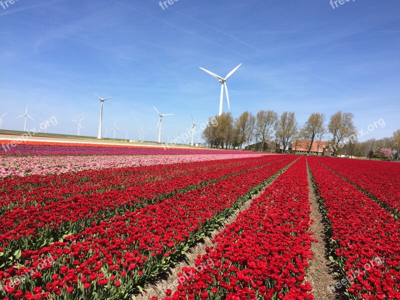 Tulip Tulips Netherlands Spring Flowers