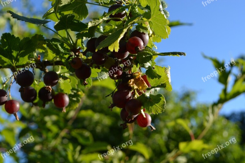 Gooseberries Close Up Fruit Sweet Fresh