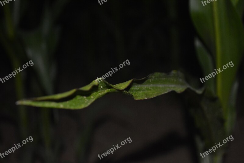 Corn Leaf Plant Cornfield Dark Night