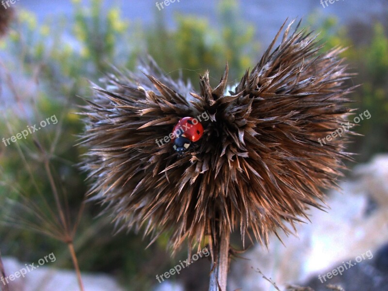 Bug Red Nature Insect Macro