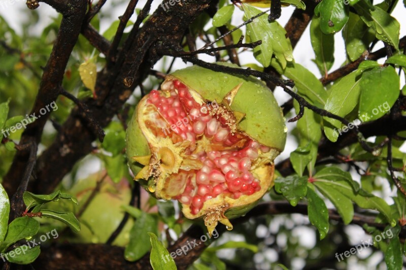 Rain Pomegranate Forest Fruit Terry