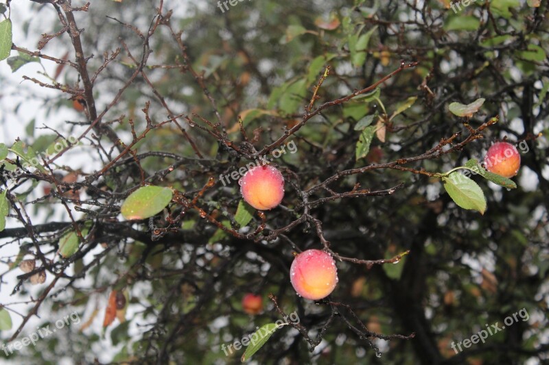 Erik Fruit Rain Forest Terry