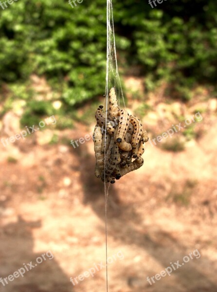 The Caterpillars Processionary Cocoon Provence Free Photos