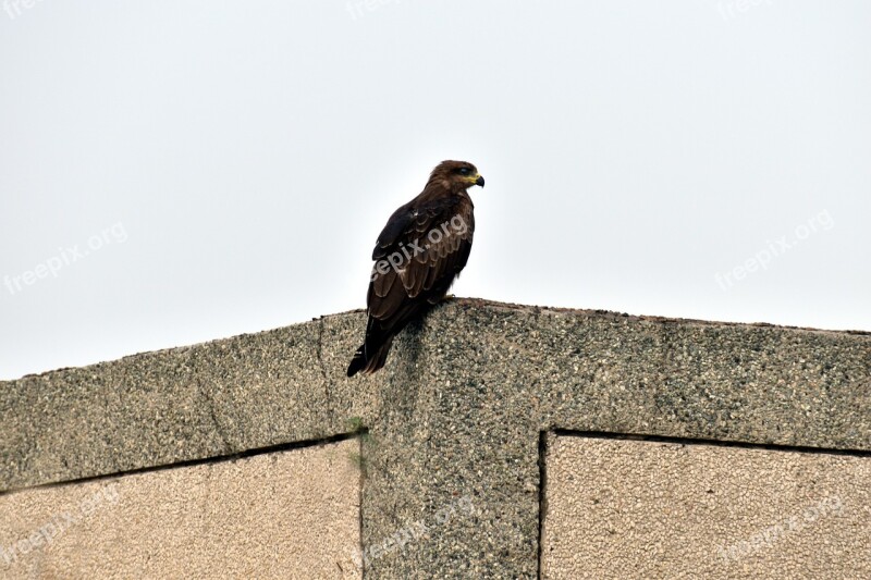 Indian Spotted Eagle Predator Clanga Hastata Bird Of Prey Free Photos