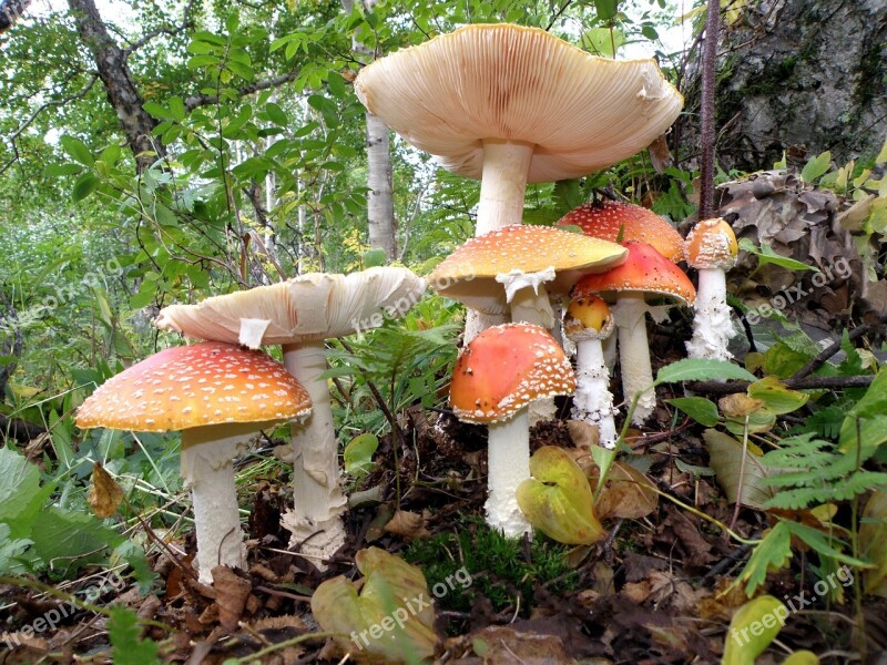 Amanita Mushrooms Family Poisonous Mushrooms Mycelium